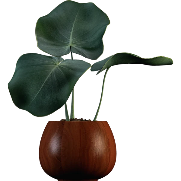Planta
